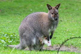 Tierpark Hamm, Hamm, Tierpark, Bild, Foto, Fotografie