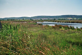 Großes Torfmoor zwischen Minden und Lübbecke