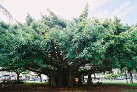 カピオラニ公園の大木。