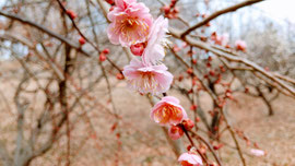 ピンクの花びらが美しい枝垂れ梅