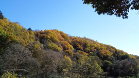 七里岩の紅葉