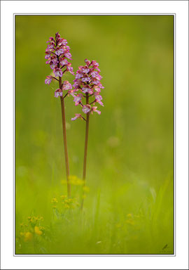 Orchis purpurea - Purpur-Knabenkraut