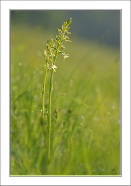 Berg-Kuckucksblume