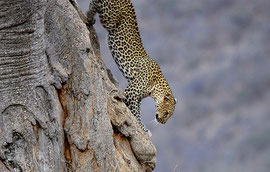 Leopardo Tsavo Ovest in2kenya