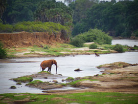 Elefante Tsavo Est in2kenya safari watamu kenya
