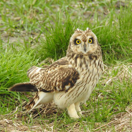 Sumpfohreule (Foto: W. Dierk)