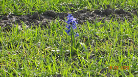 Foto: A. Wille