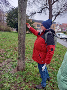 Flechten als Bioindikator für die Luftqualität (Foto: Scharfenberg)