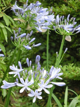 アガパンサスの花