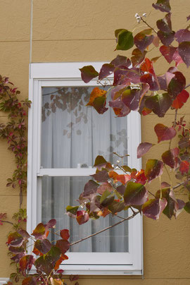 チャペックの家の近くのナンキンハゼです。紅葉が美しく白い実がかわいい木です。