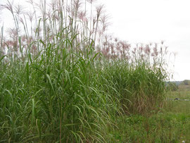 miscanthus en fleurs