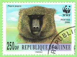 The Republic of Guinea - 2000 - Papio papio