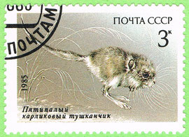 USSR 1985 - Cardiocranius paradoxus