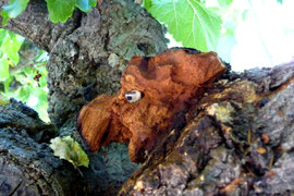wood art