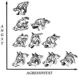 Körpersprache des Wolfs