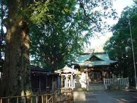 　　　　「まちの樹」と小杉神社拝殿