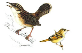http://www.planetofbirds.com