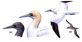 http://www.avibirds.com