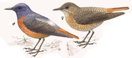 www.avibirds.com