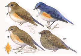 http://www.avibirds.com