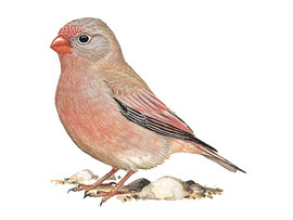 http://www.birdguides.com