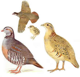 http://www.avibirds.com