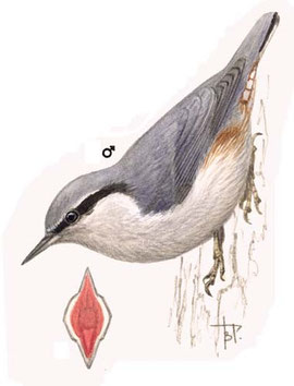 www.planetofbirds.com