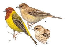 http://www.avibirds.com