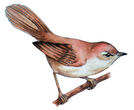 http://ca.wikipedia.org