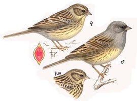 http://www.avibirds.com