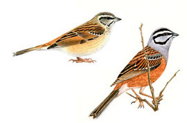 http://www.avibirds.com
