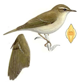 http://www.planetofbirds.com