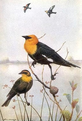 http://www.50birds.com