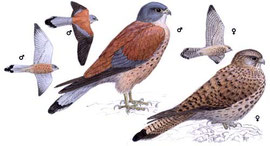 http://www.avibirds.com