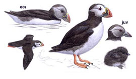 http://www.avibirds.com