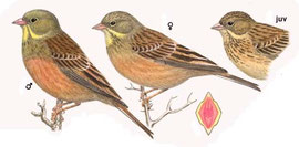 http://www.avibirds.com