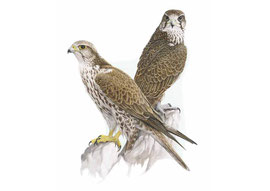 http://www.iucn.it