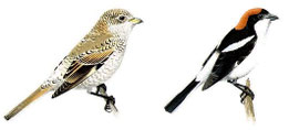 http://www.avibirds.com