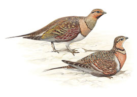 http://www.iucn.it