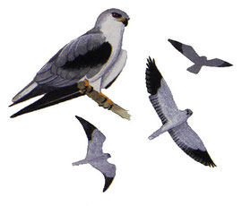 http://www.avibirds.com