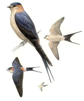http://www.avibirds.com