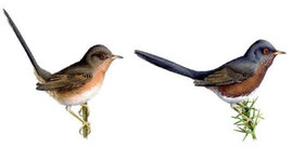 http://www.avibirds.com