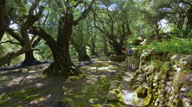 Netze im Olivenwald