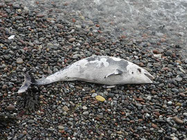 aangespoelde watervis op strand