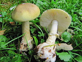 Grüner Knollenblätterpilz (Amanita phalloides),tödlich giftig
