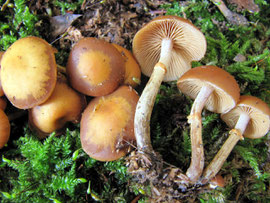 Gifthäubling (Galerina marginata),stark giftig