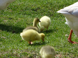 Die Gänseküken auf dem Ökohof Fläming. Sie können im Freilandgehege laufen und Nahrung sammeln. Ihre Eltern beschützen sie.