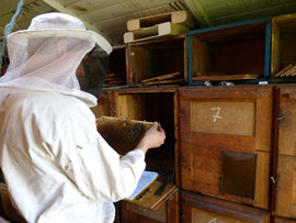 Friedrich Rosenthal an einem Bienenvolk in der Imkerei Ökohof Fläming zur Frühjahrsdurchsicht.