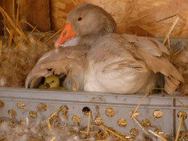 Eines der vier ersten Gänsejungen 2014 schaut vorsichtig unter dem Flügel der Mutter hervor. Sie verteidigt hier Küken energisch.