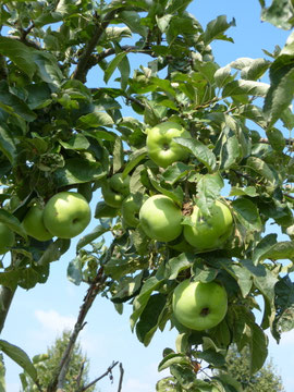 Auch in unserem Garten bestäuben unserer Honigbienen Obst und Gemüse intensiv.